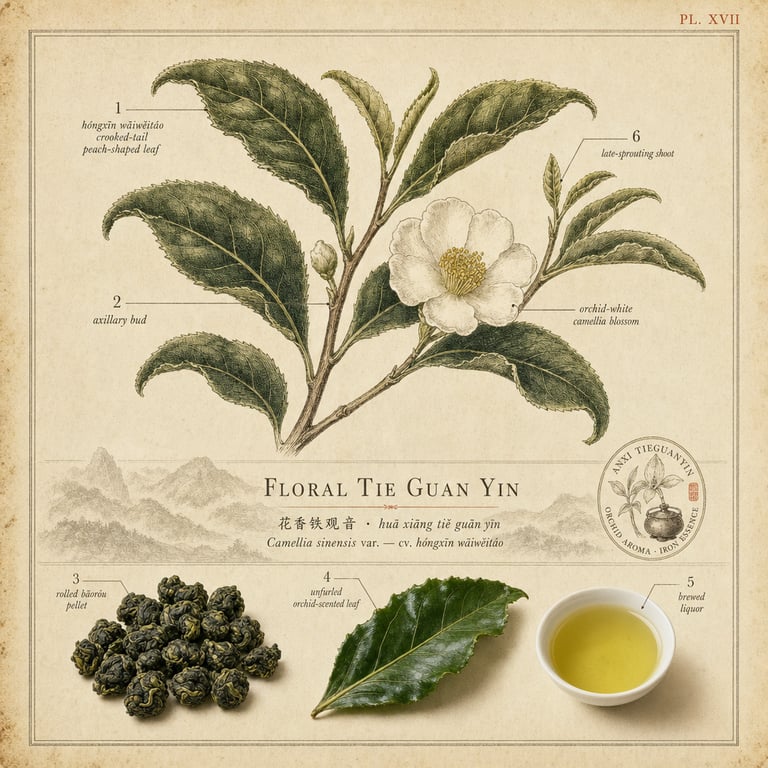 I-Floral Tie Guan Yin